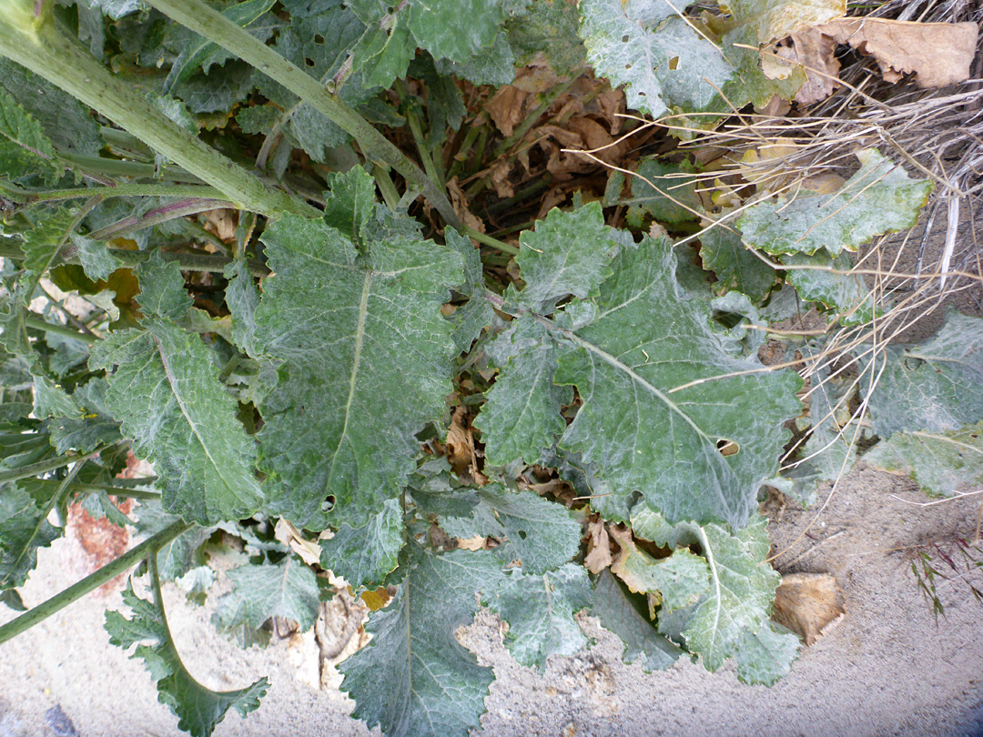 Stems and leaves