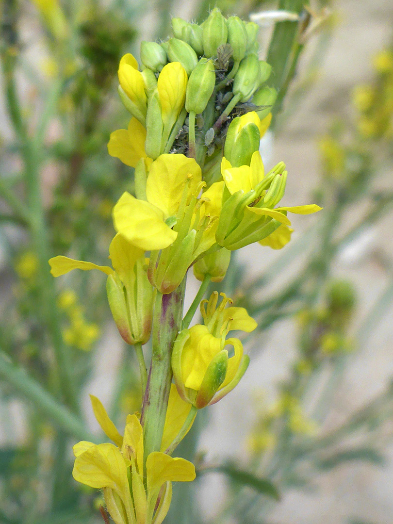 Buds and flowers