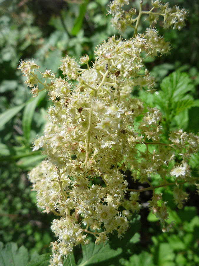 White flowers