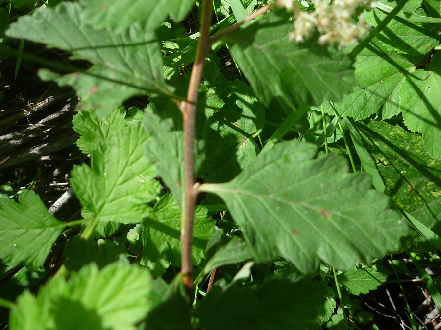 Green leaves