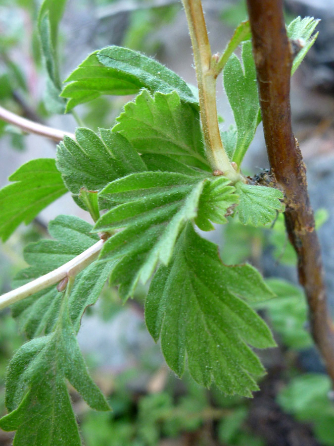 Stem and leaves