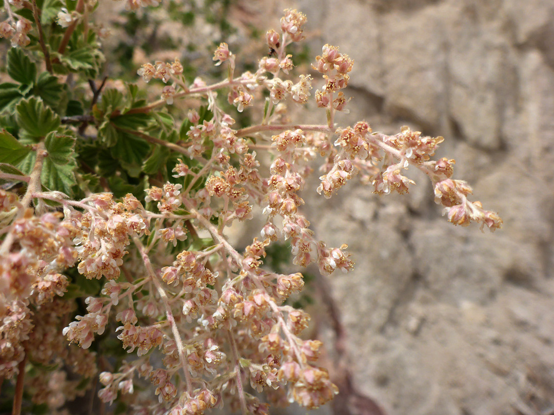 Pinkish-brown flowers