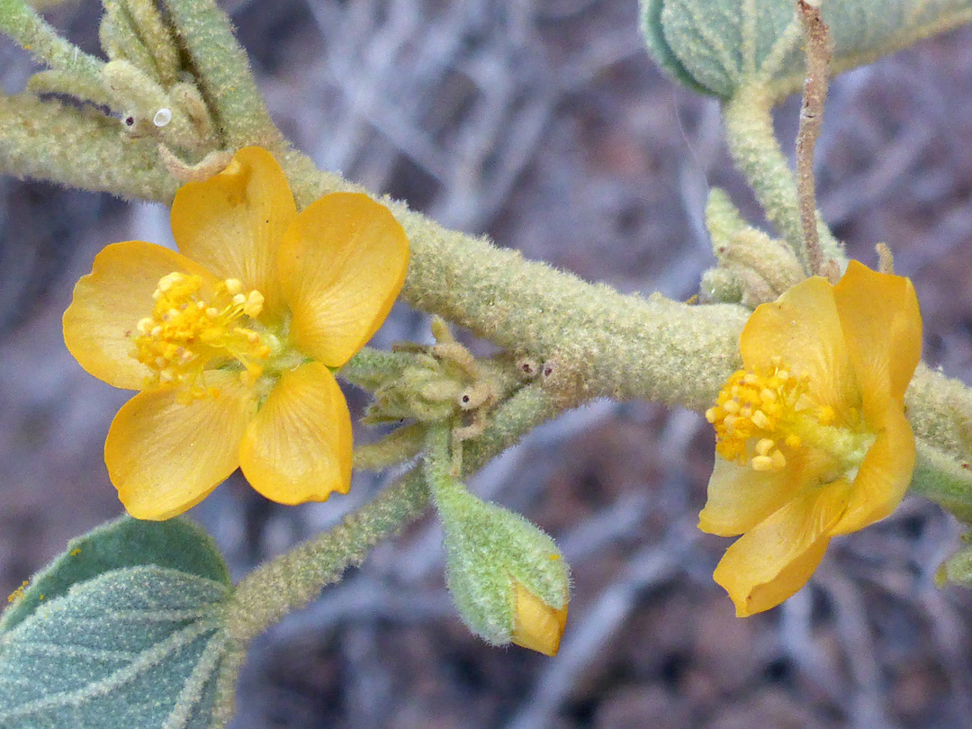 Bud and flowers