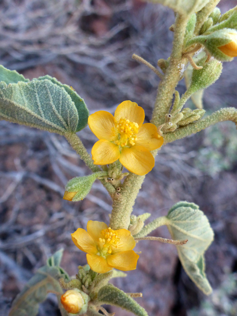 Flowers and leaves