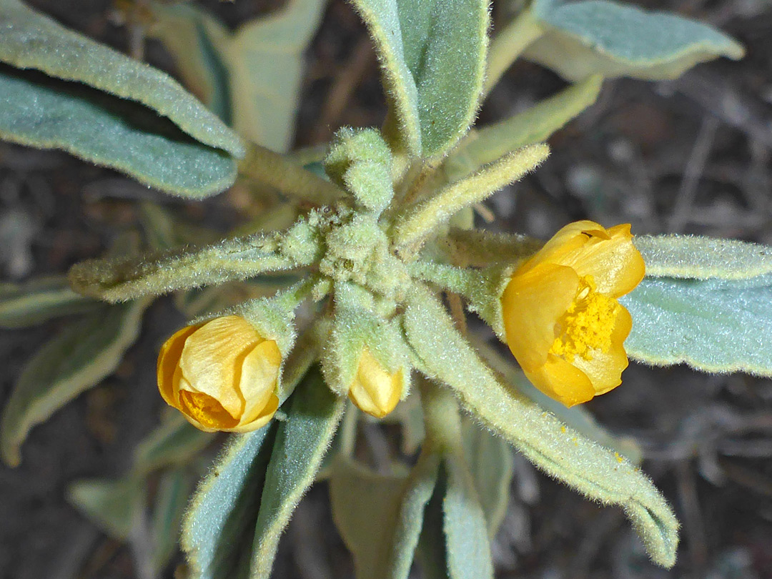 Hairy inflorescence