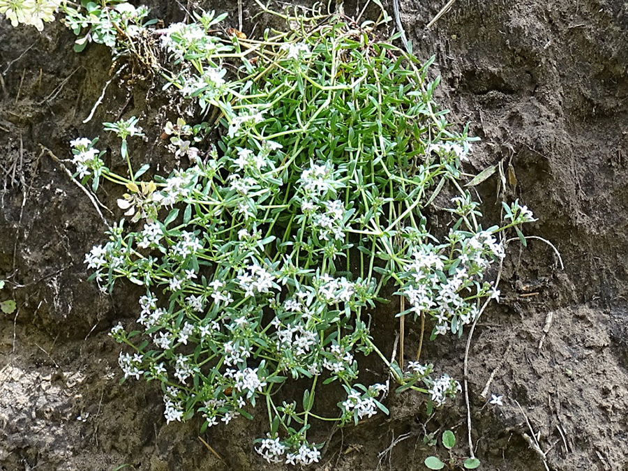 Hanging plant