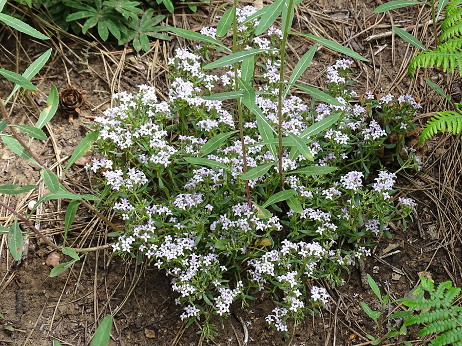 Low-growing stems