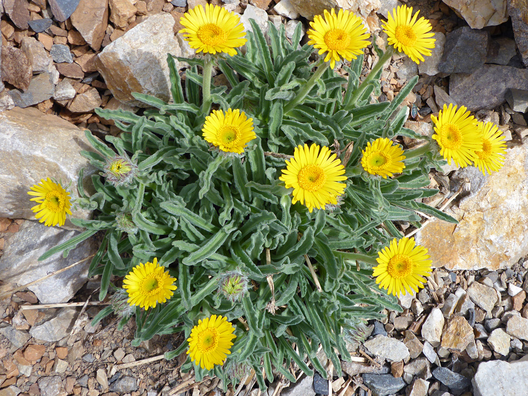 Flowers and leaves