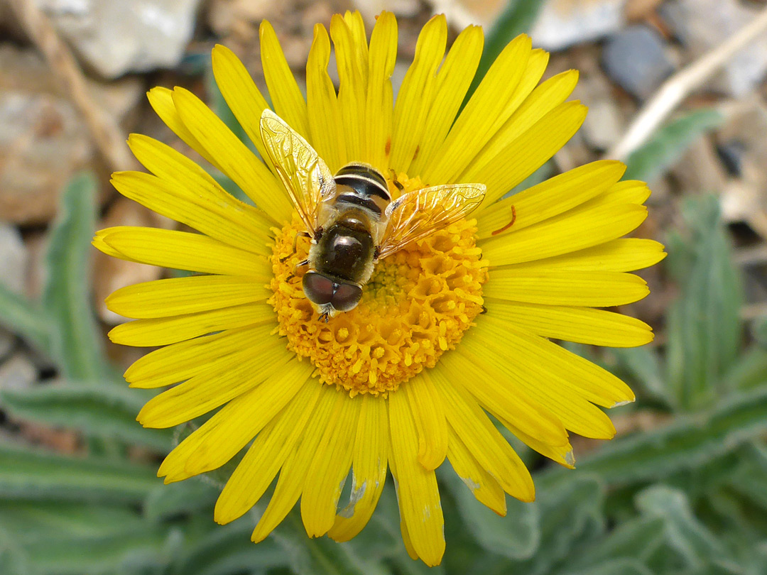 Bee on a flowerhead