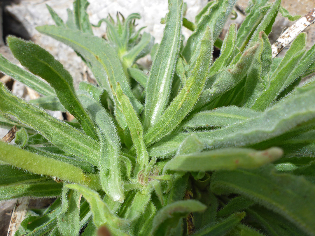 Narrow, clustered leaves