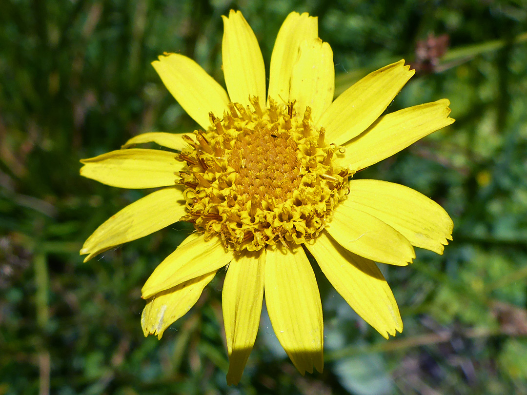 Yellow flowerhead