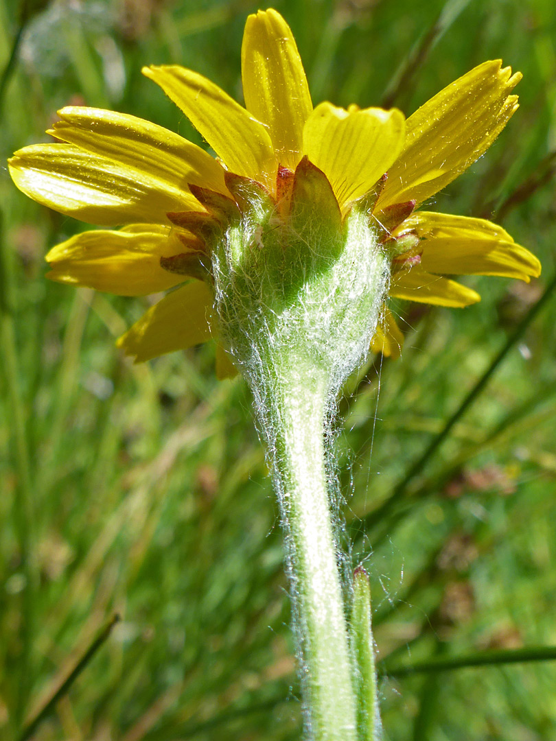 Hairy stem and phyllaries
