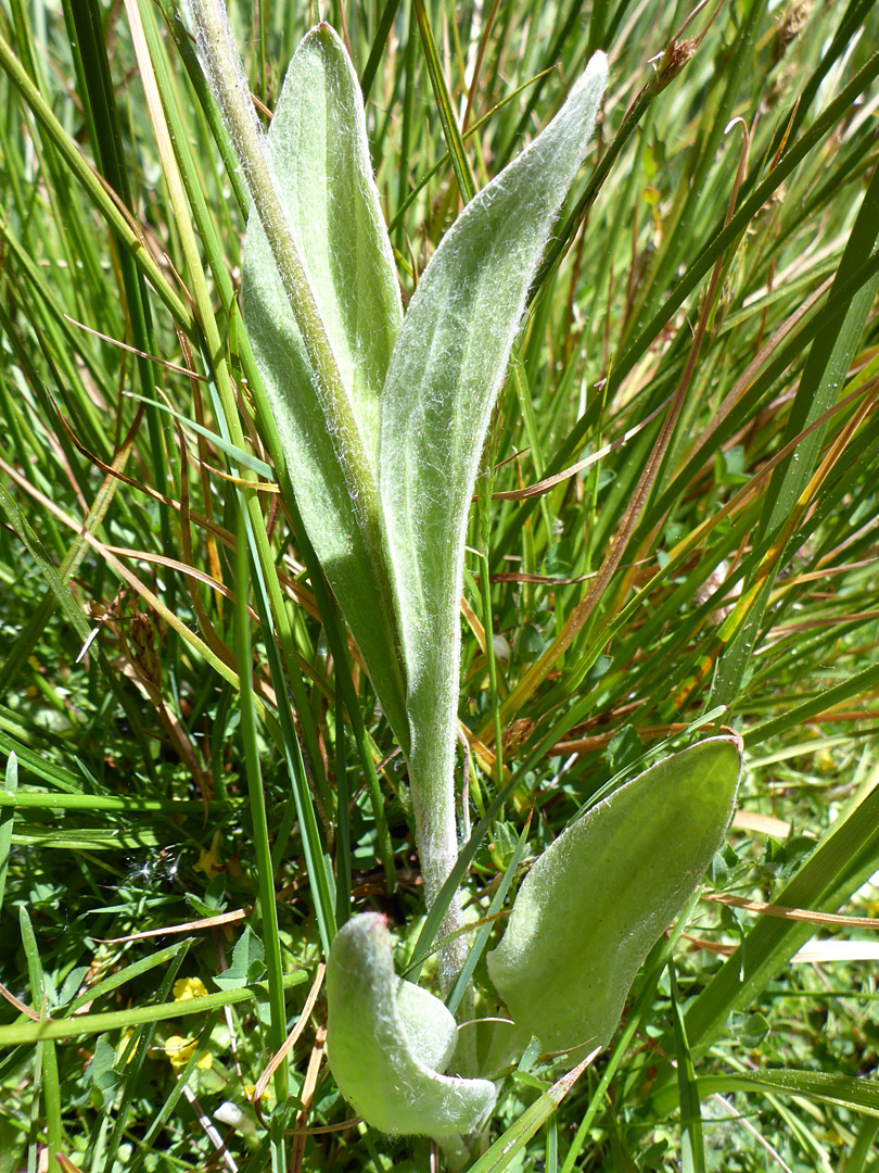 Stem and leaves