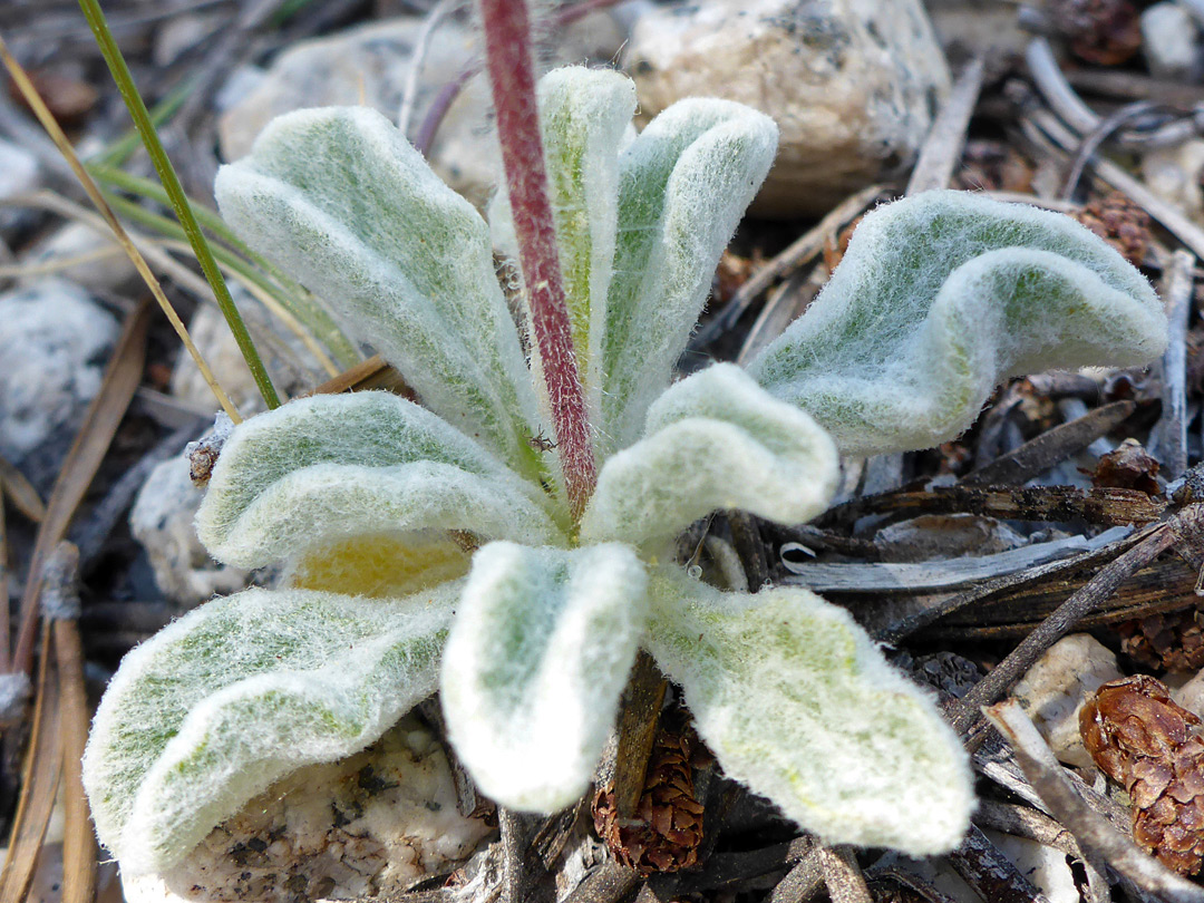 Basal leaves