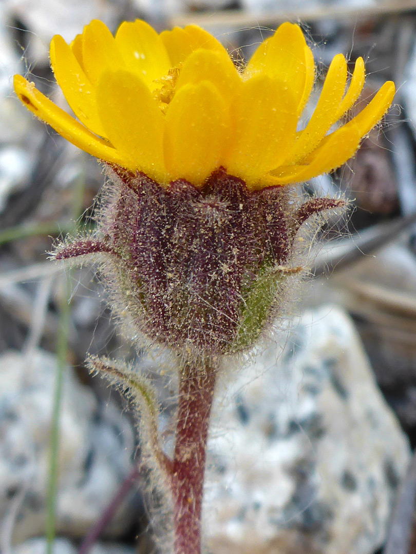 Purplish, glandular phyllaries