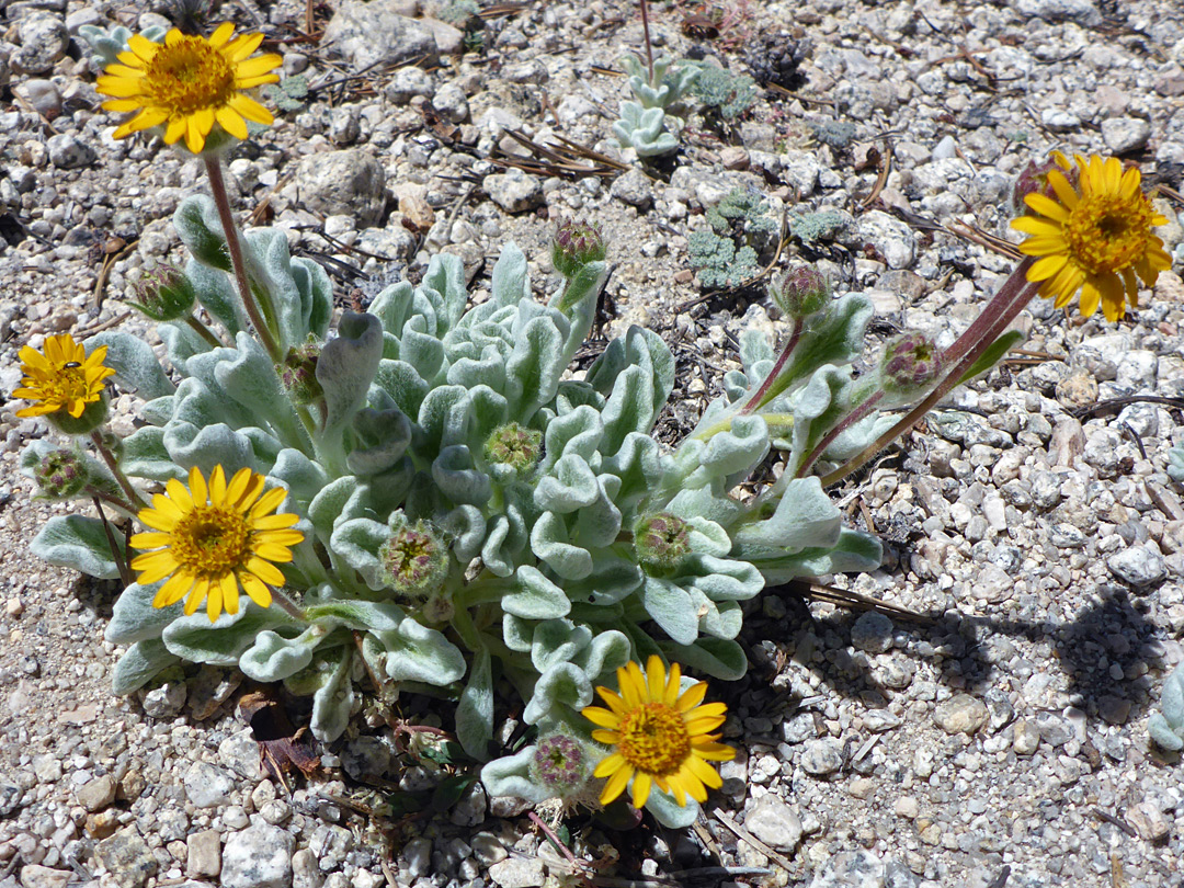 Leaves and flowering stems