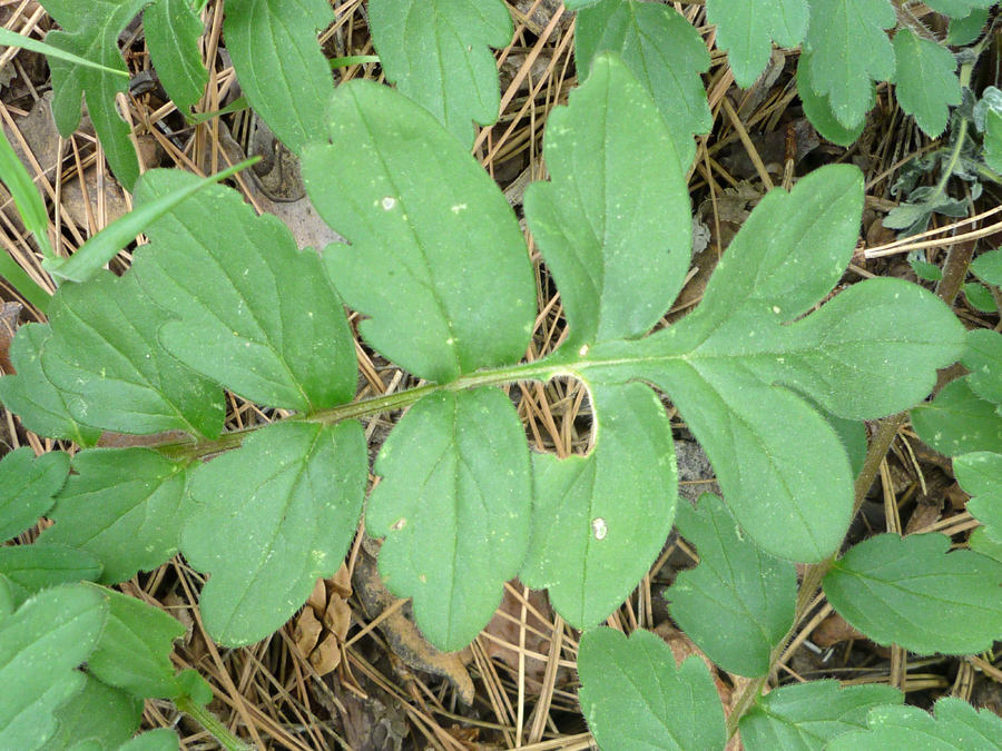 Compound leaf
