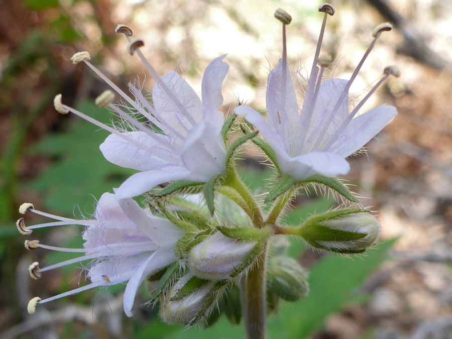 Protruding stamens