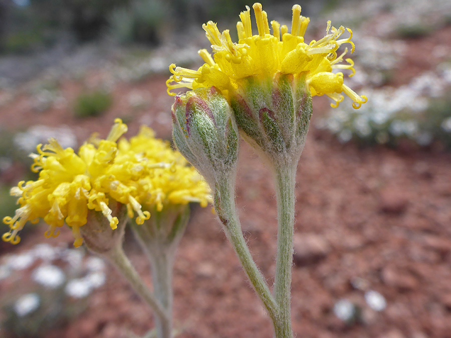 Hairy stem and phyllaries