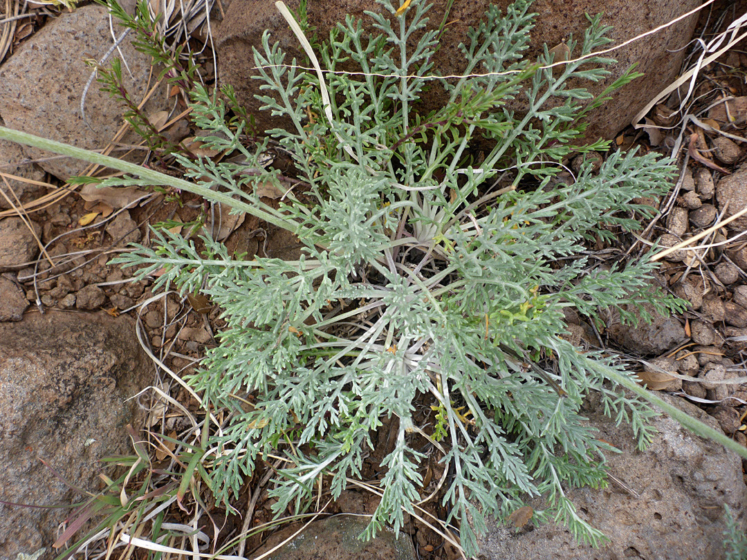 Finely-divided leaves