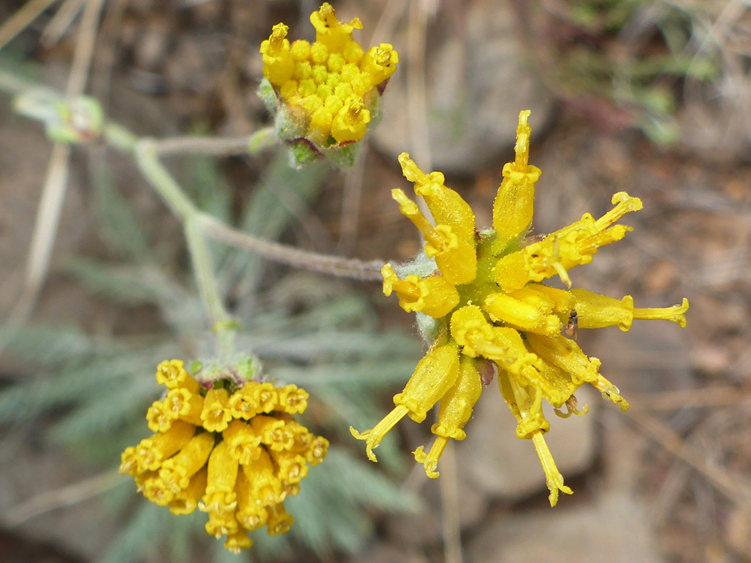 Three flowerheads