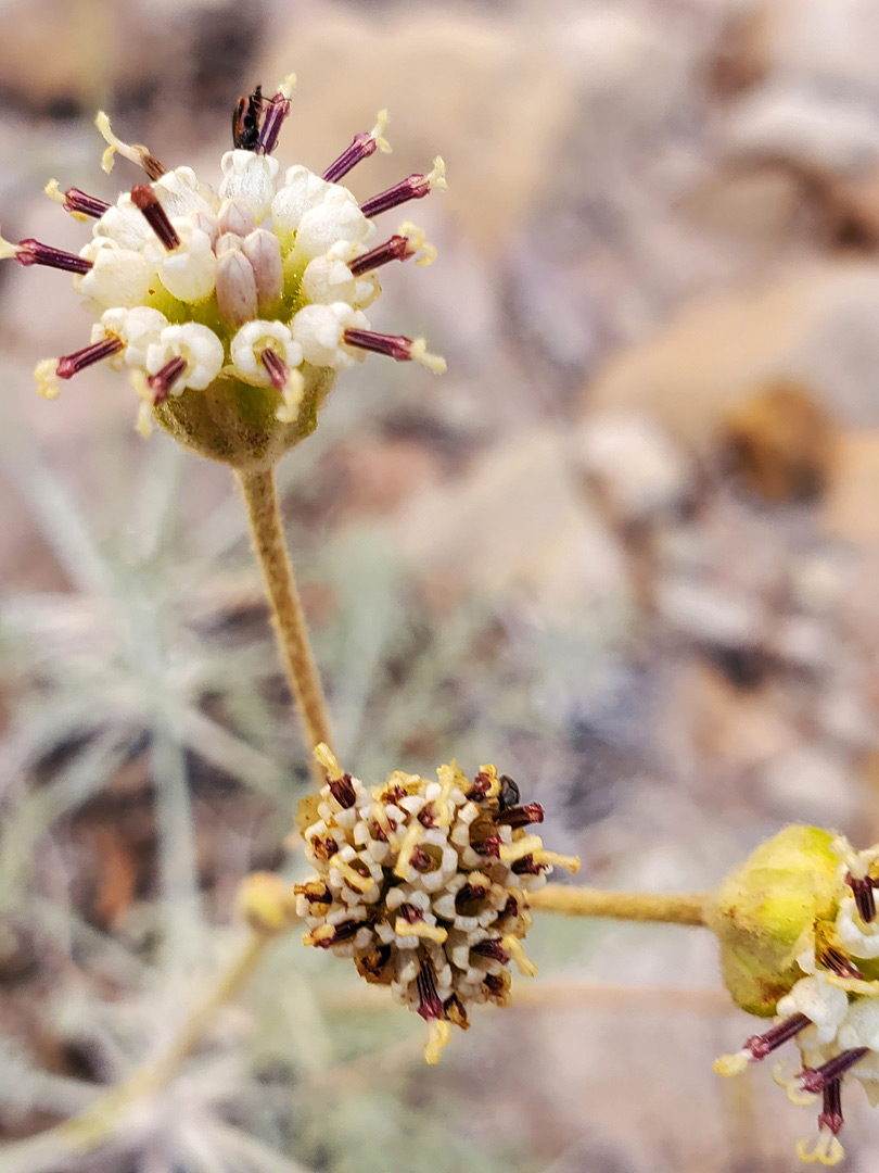 White flowerheads