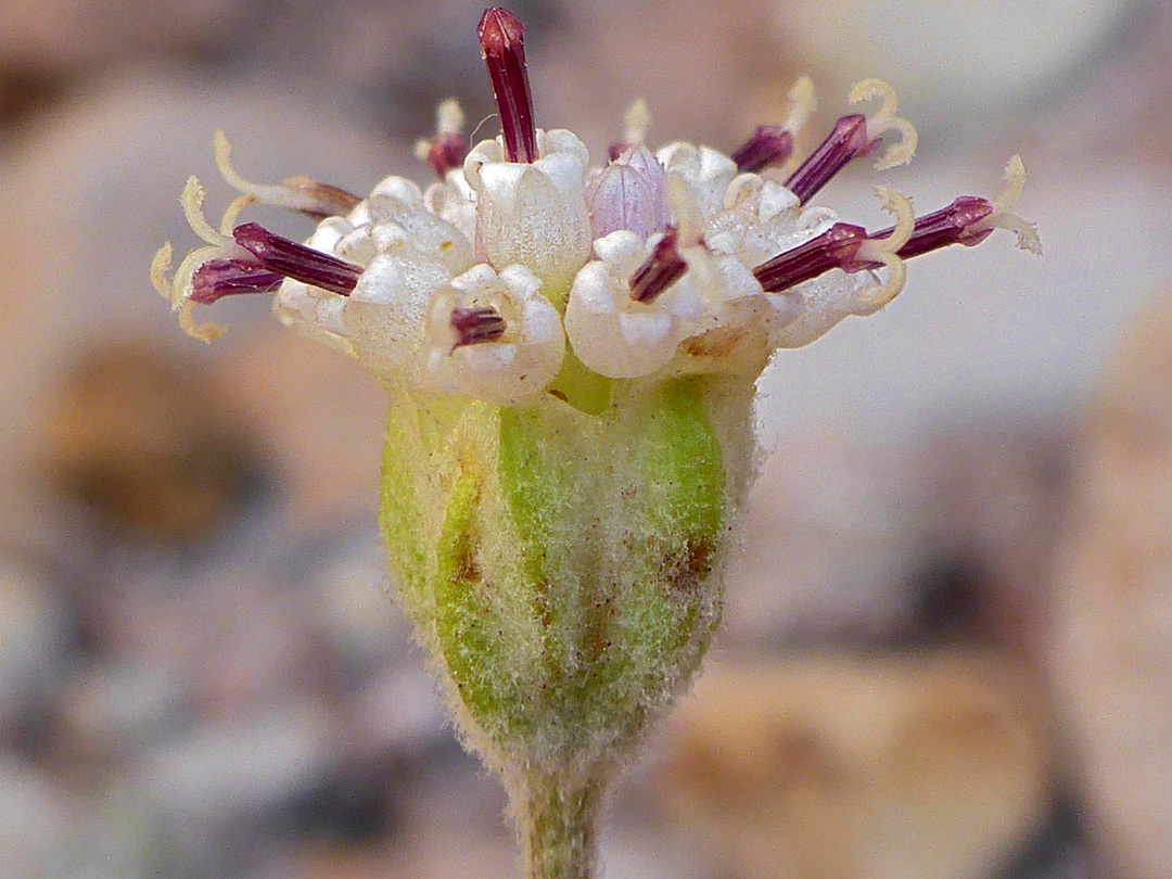 Phyllaries and florets