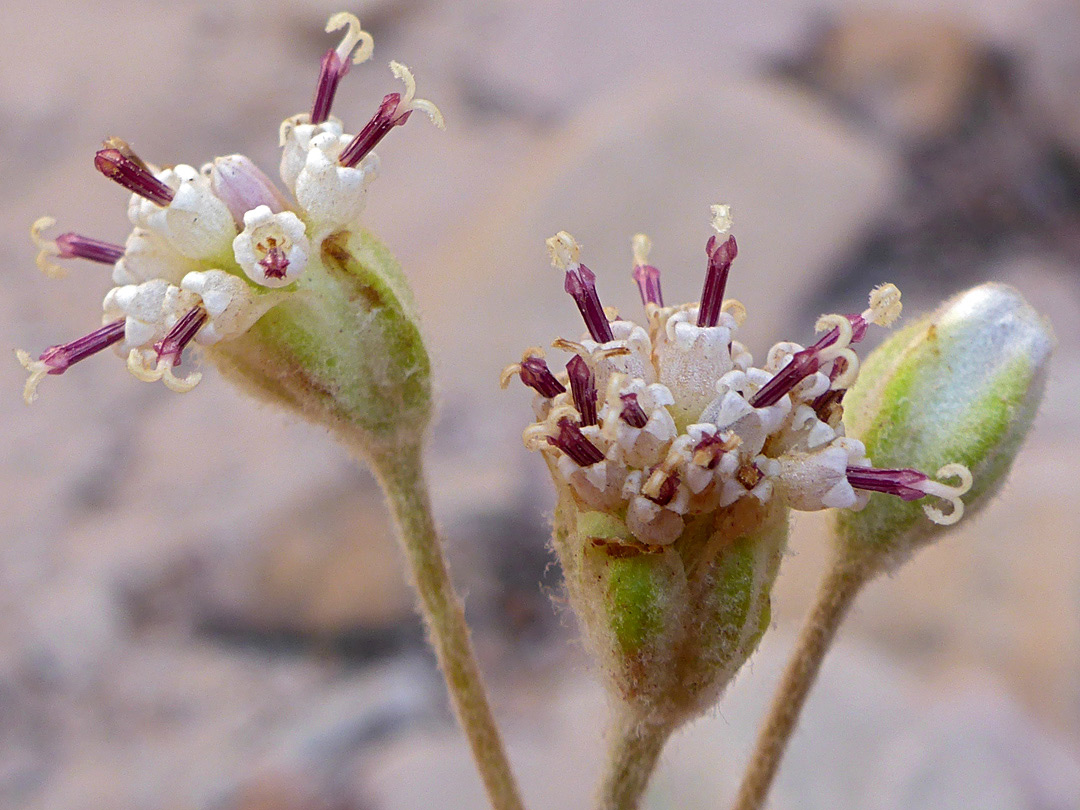 Group of flowerheads