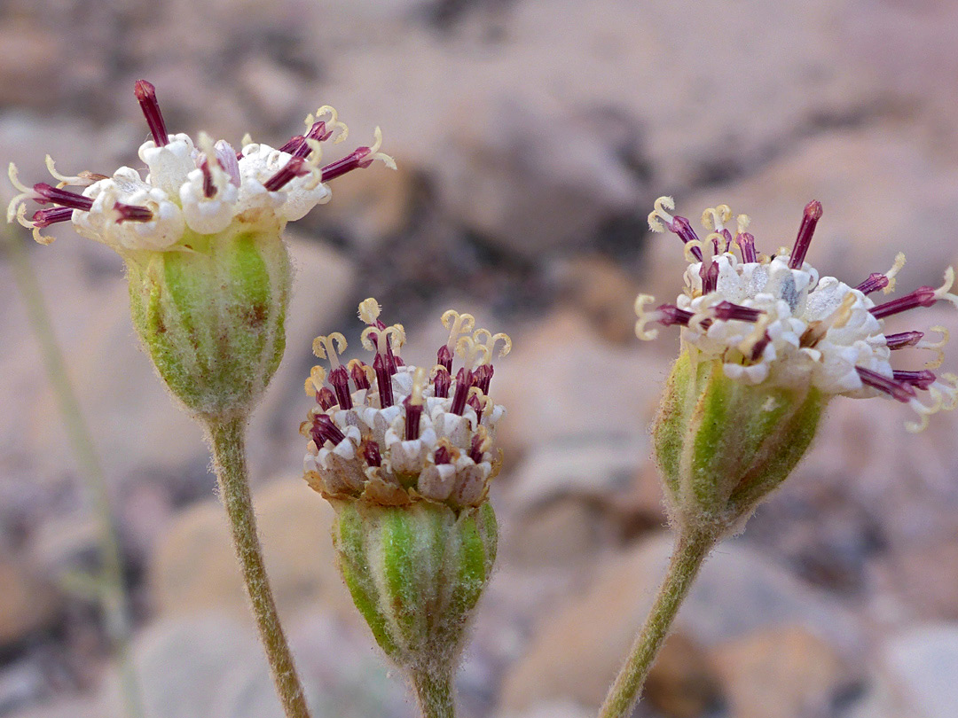 Exserted stamens and styles