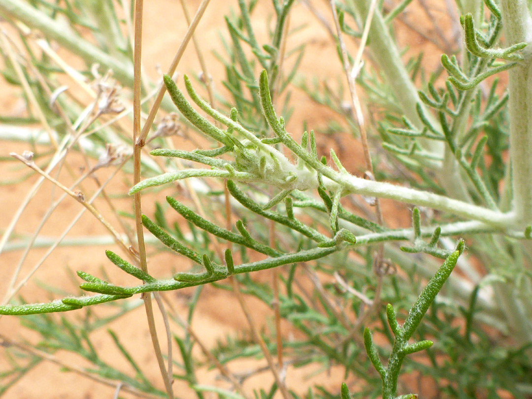 Linear leaf lobes