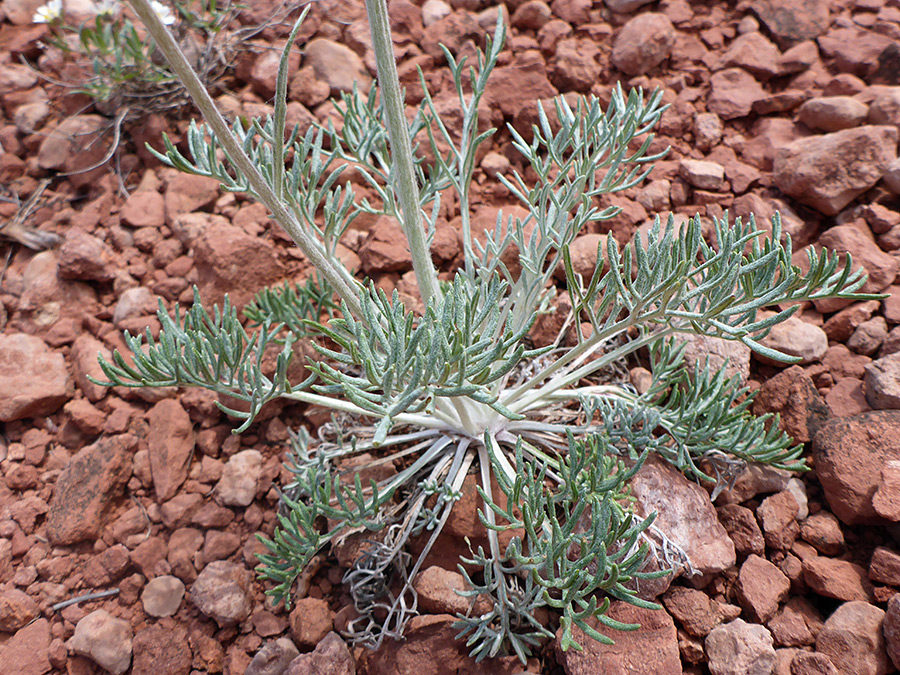 Pinnate basal leaves