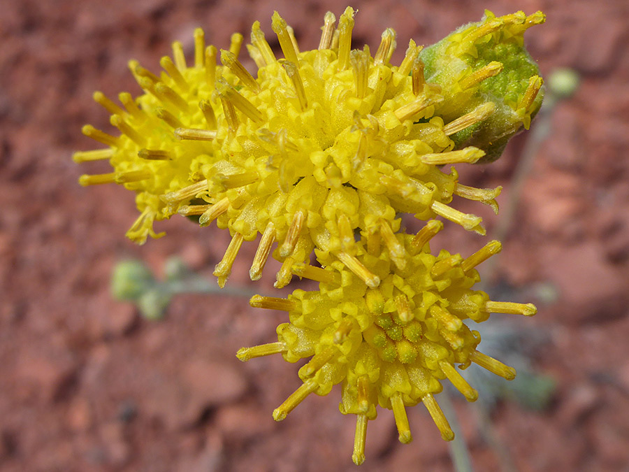 Mature florets