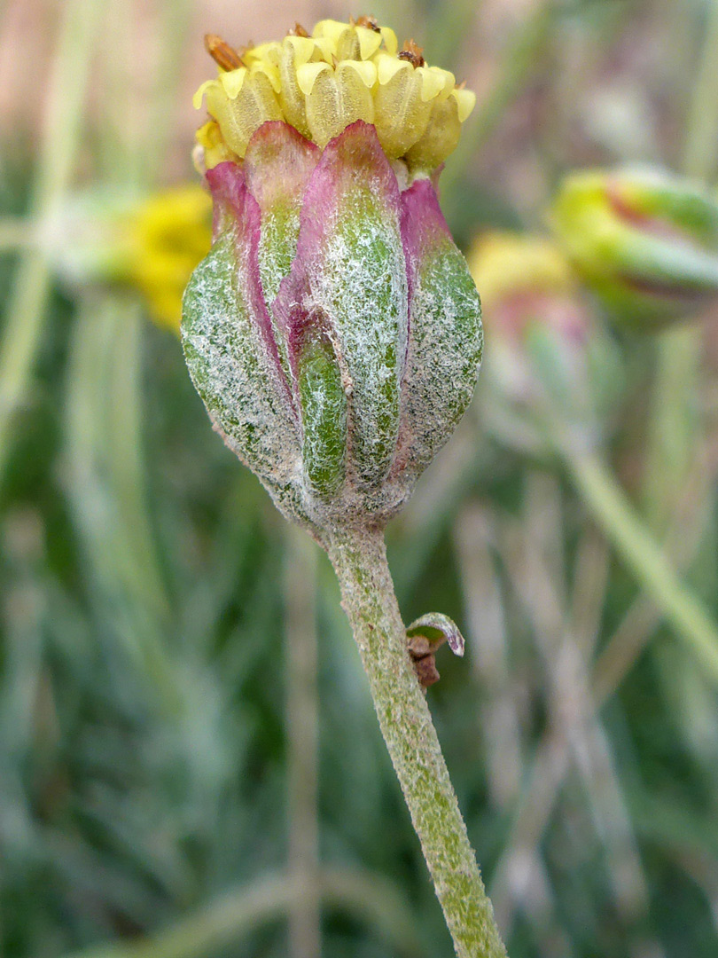 Hairy, purple-tipped phyllaries