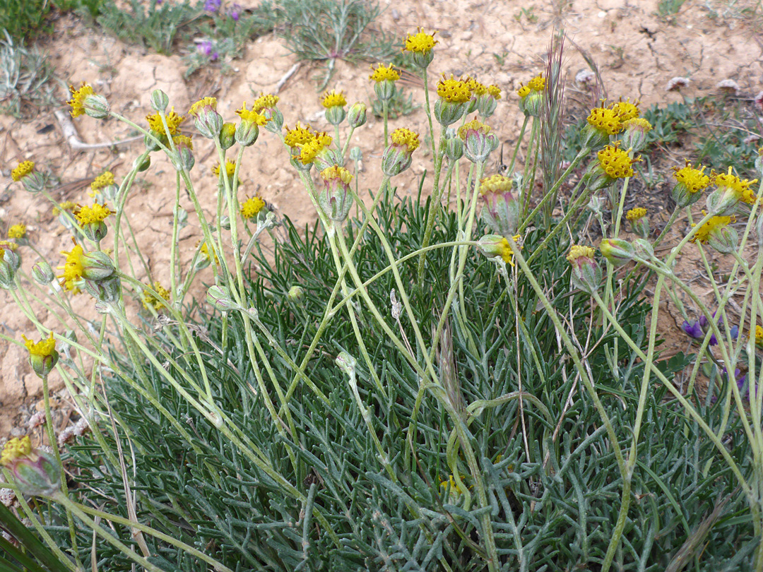 Many flowerheads