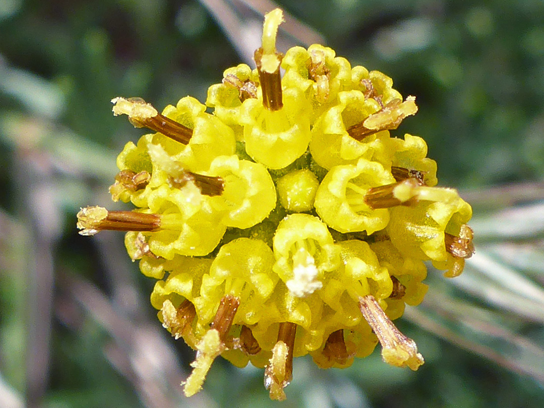 Yellow disc florets