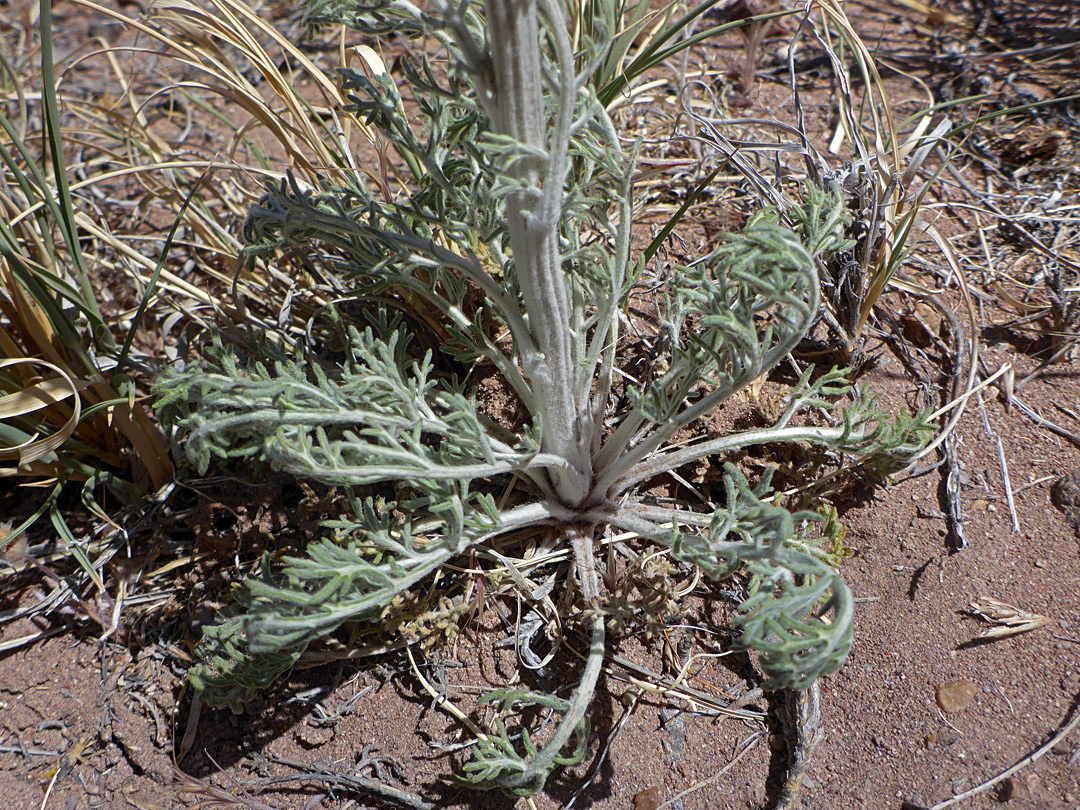 Basal leaves