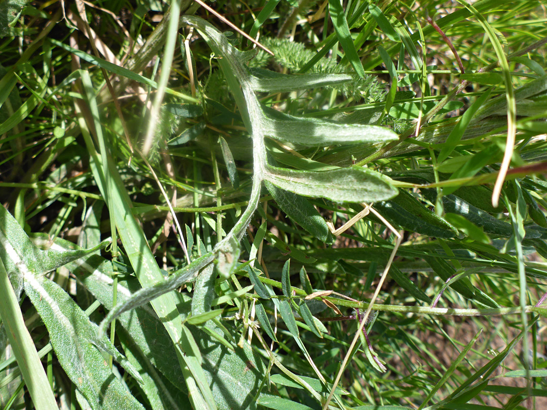 Lobed leaf