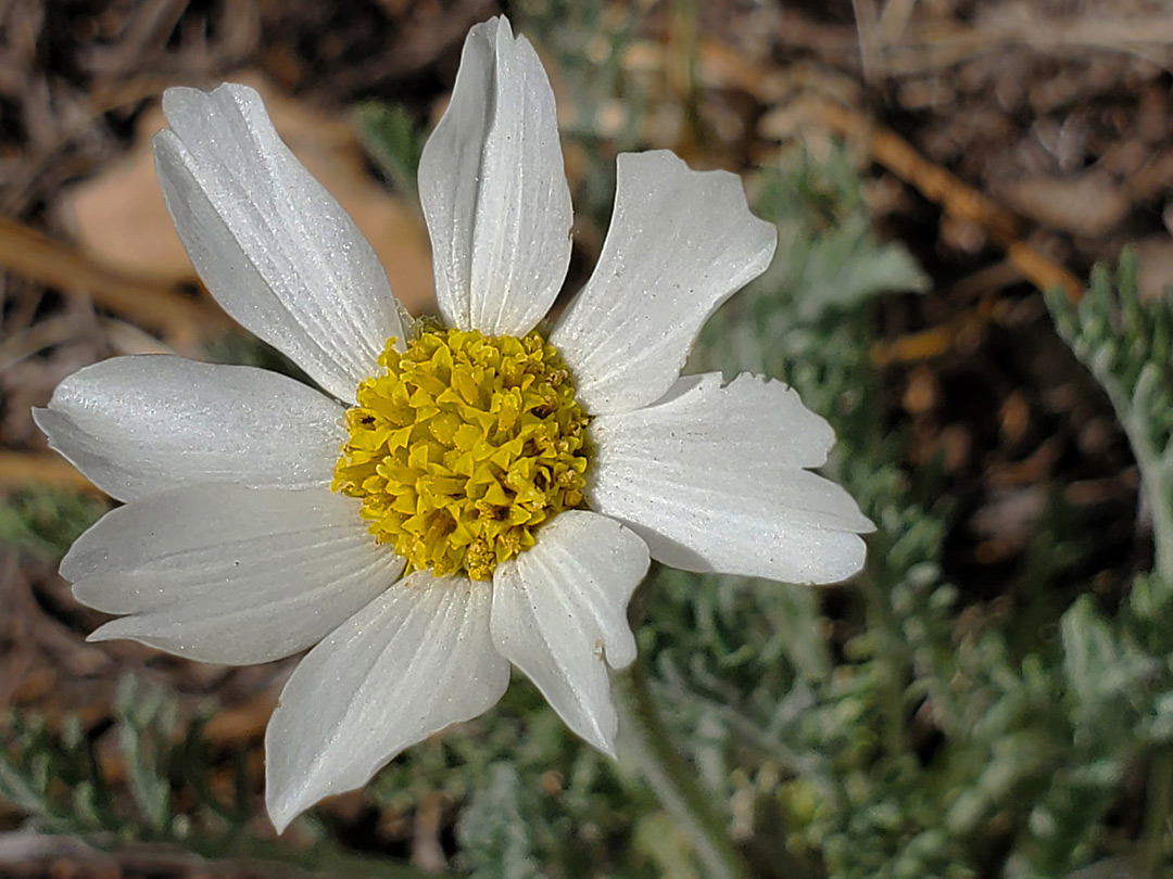 Yellow and white flowerhead