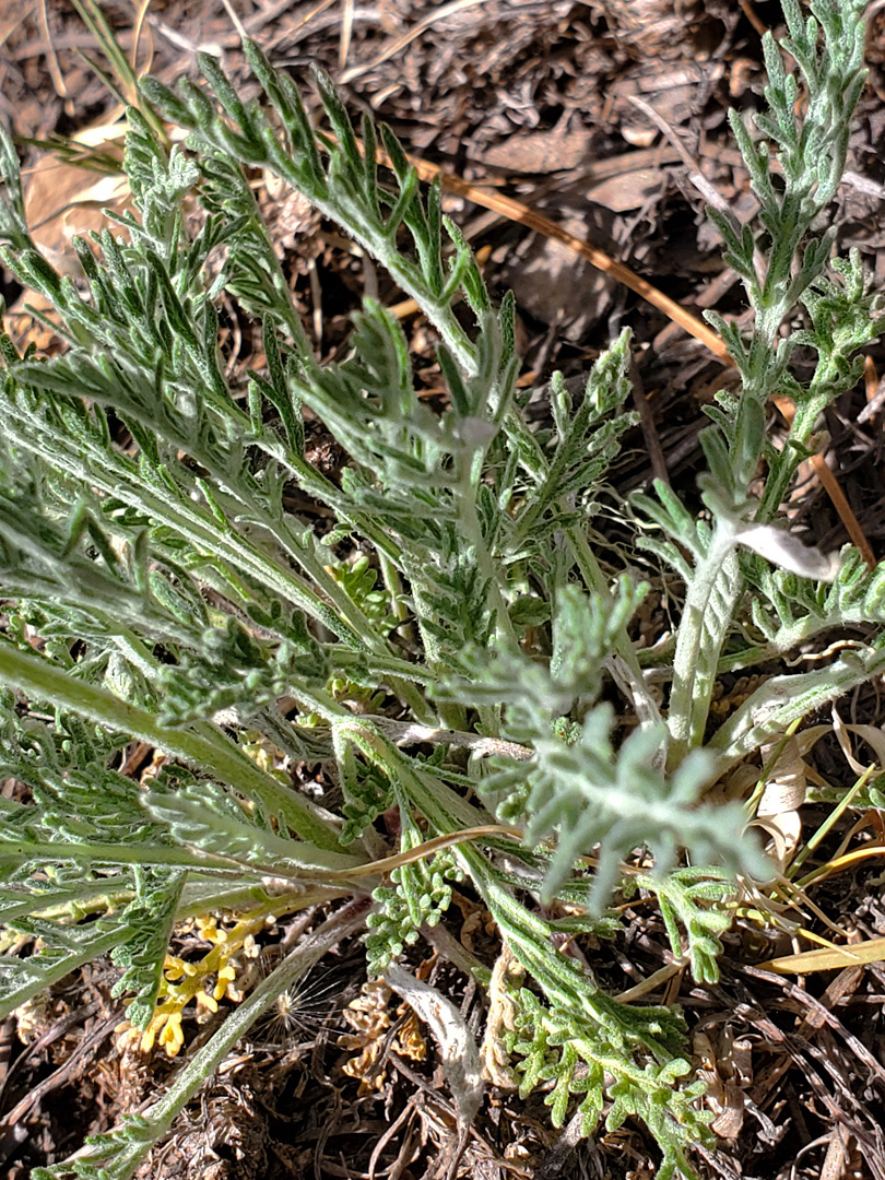 Finely-divided leaves