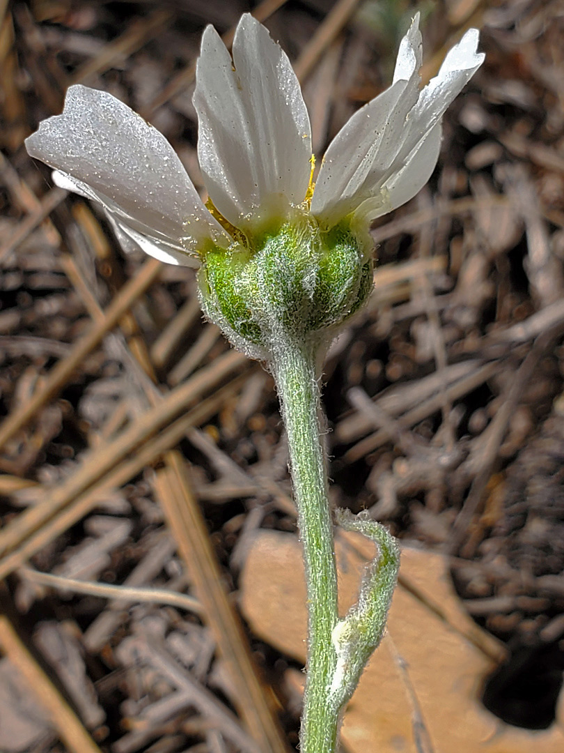 Hairy phyllaries