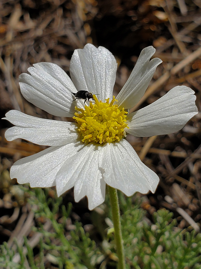 Beetle on a flowerhead