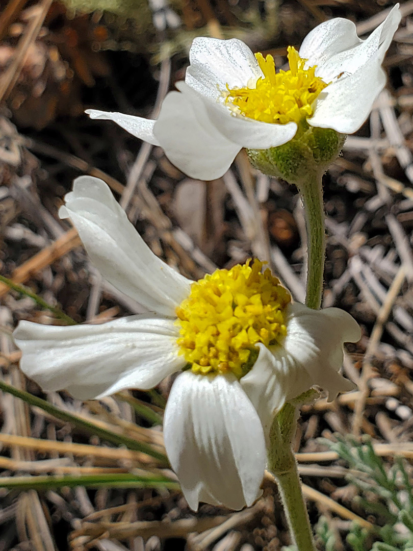 Two flowerheads