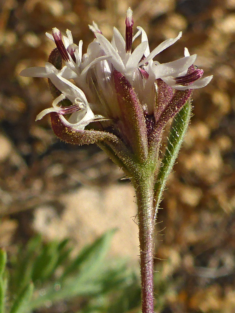 Hairy stem