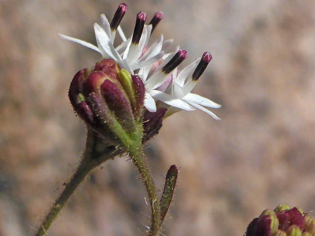 Inflorescence