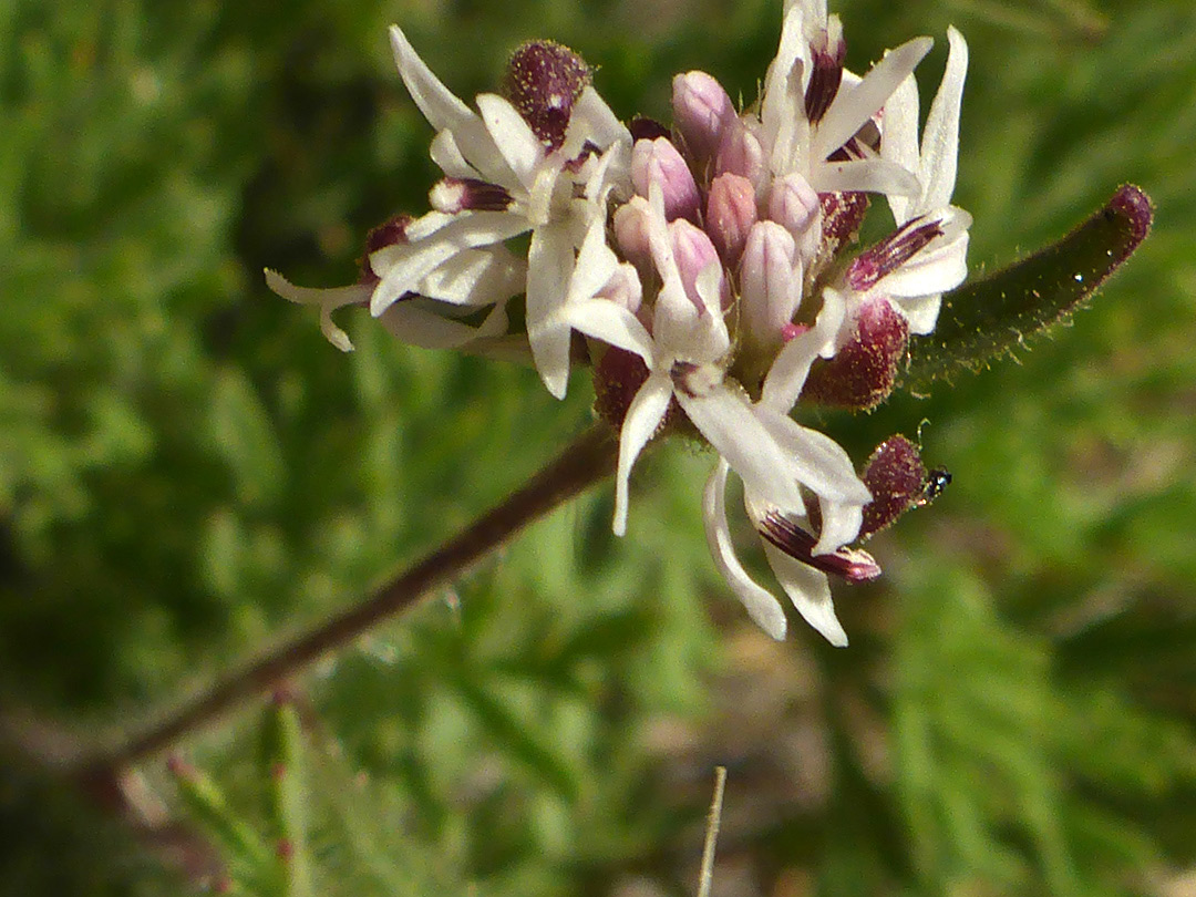 Pinkish-white flowers