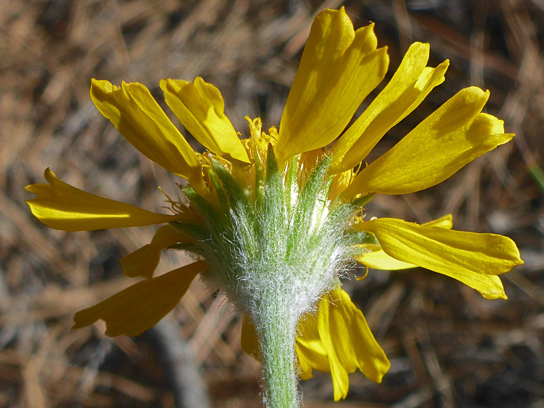 Hairy phyllaries