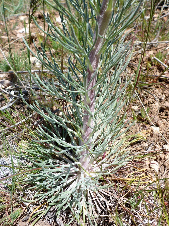 Lower stem