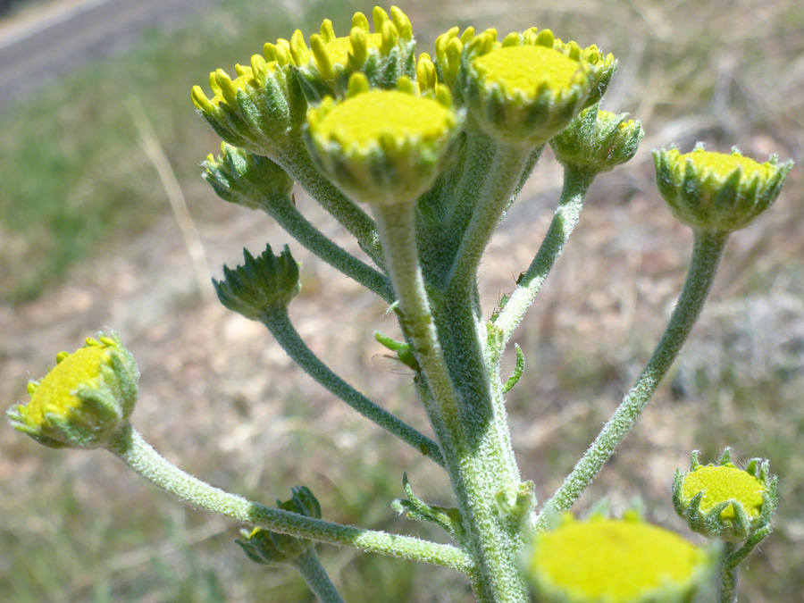 Hairy pedicels