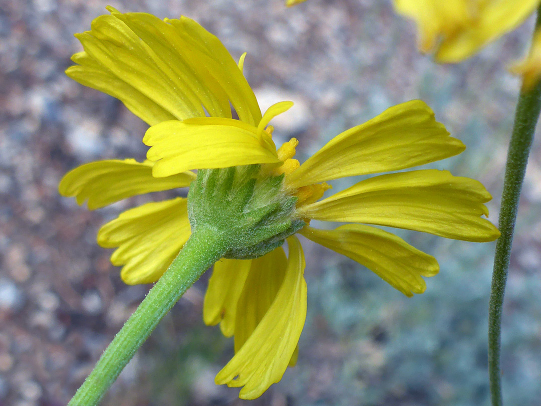 Phyllaries and florets