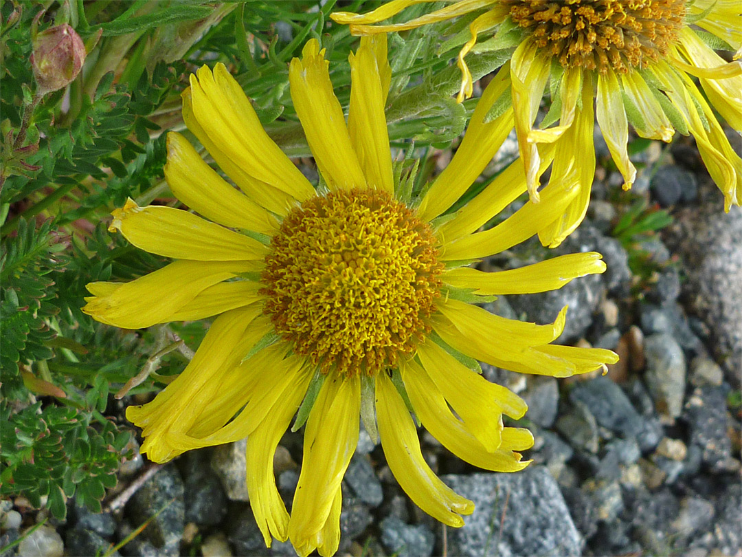 Yellow flower